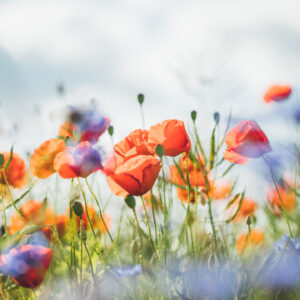 Laag standpunt van rode klaprozen en blauwe korenbloemen in een zonnig groen veld met onscherpe achtergrond.