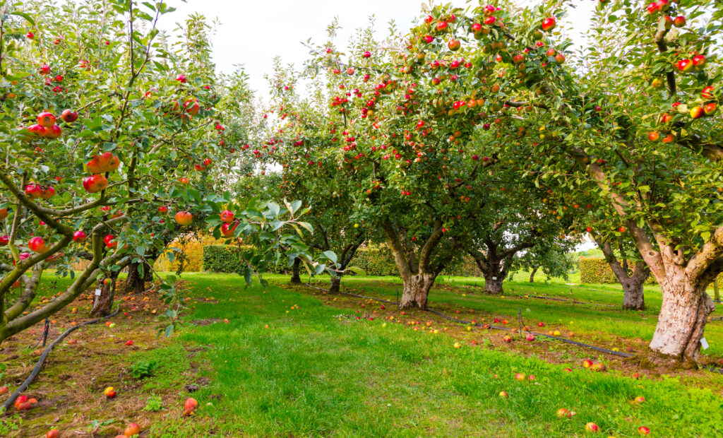 Breed beeld van een appelboomgaard met vele rode appels aan de bomen en op de grond tijdens de oogsttijd.
