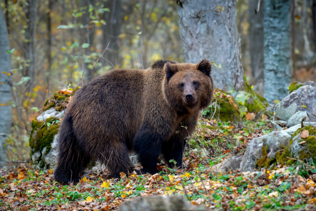 Een bruine beer in een herfstbos met dorre bladeren en mossige rotsen op de voorgrond.