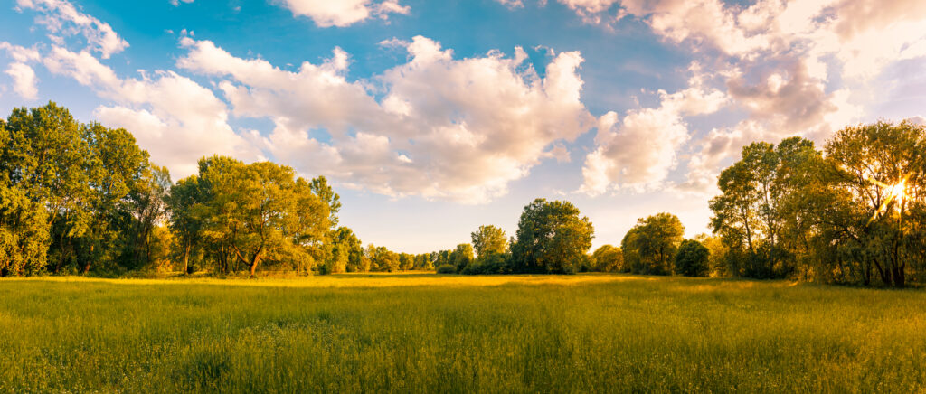Brede panoramafoto van een grasweide met loofbomen onder een blauwe lucht met witte wolken bij avond.